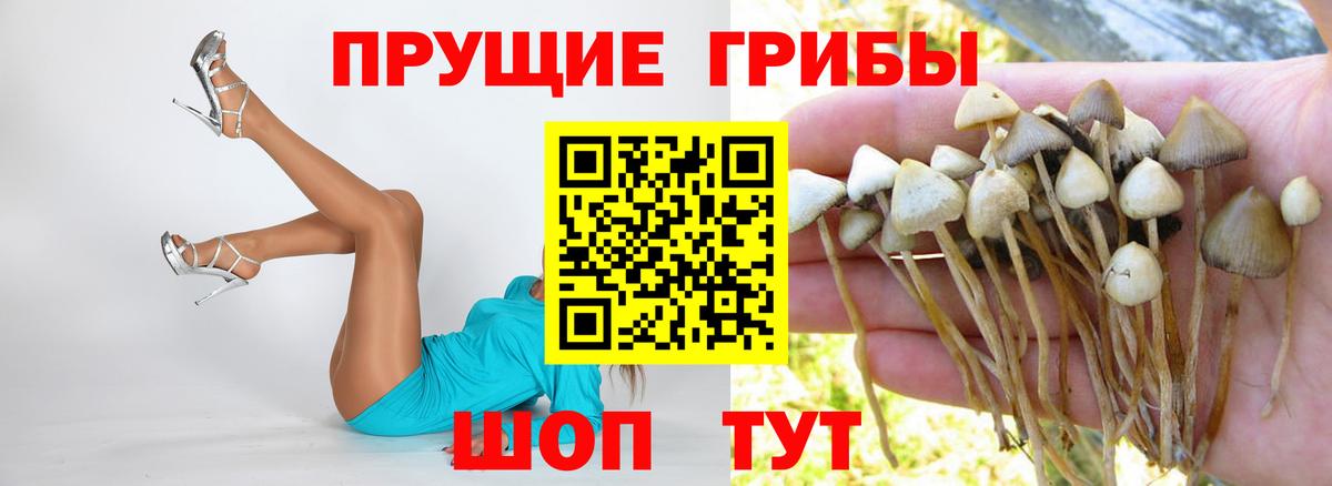 Псилоцибиновые грибы прущие грибы  Вход с VPN  Кузнецк  Псилоцибиновые грибы мицелий 
